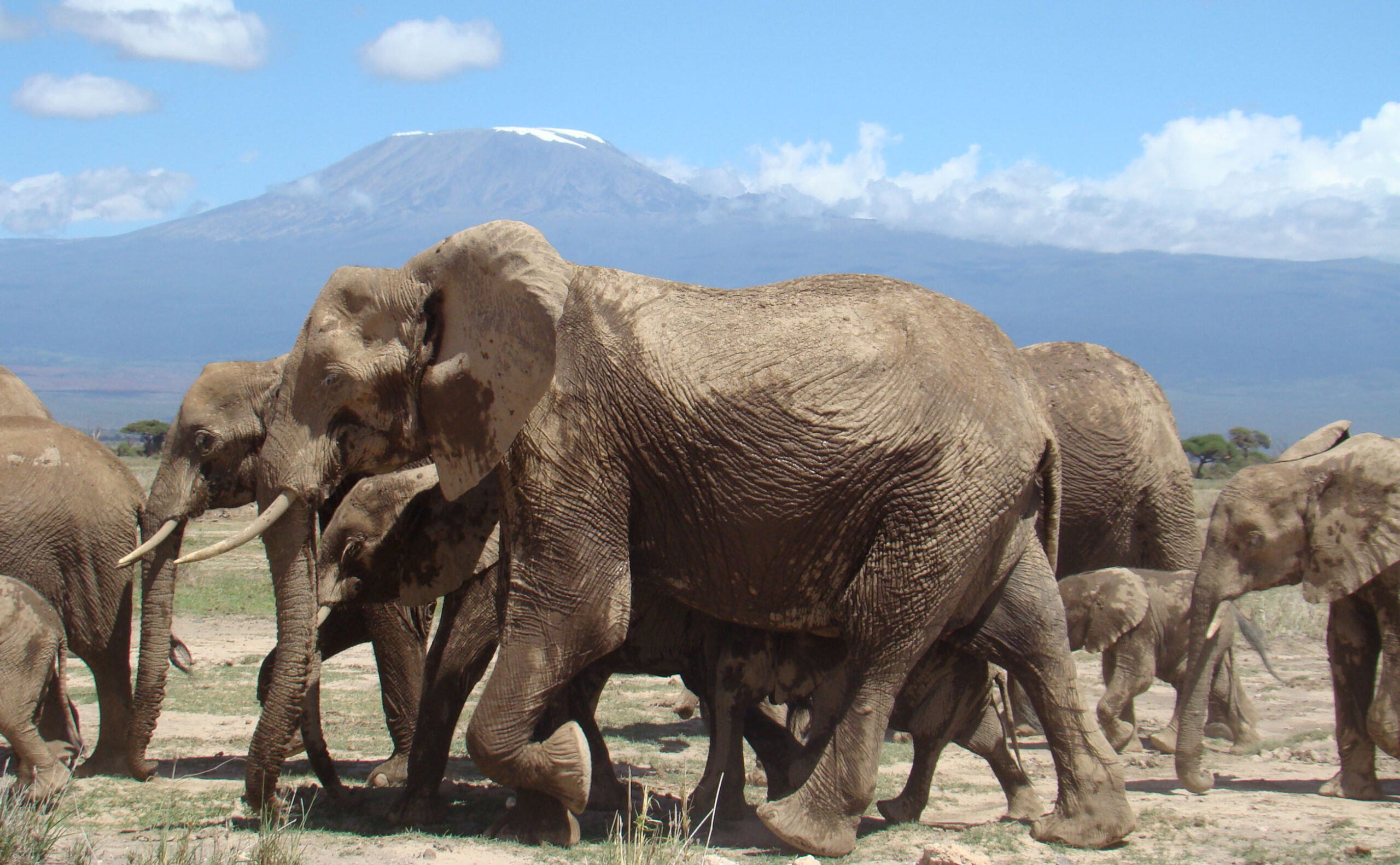 Home amboseli np zura safaris