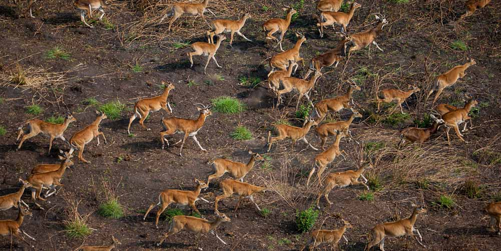 Home boma migration
