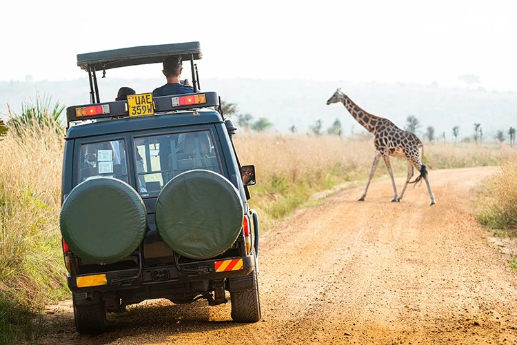 murchison game drive