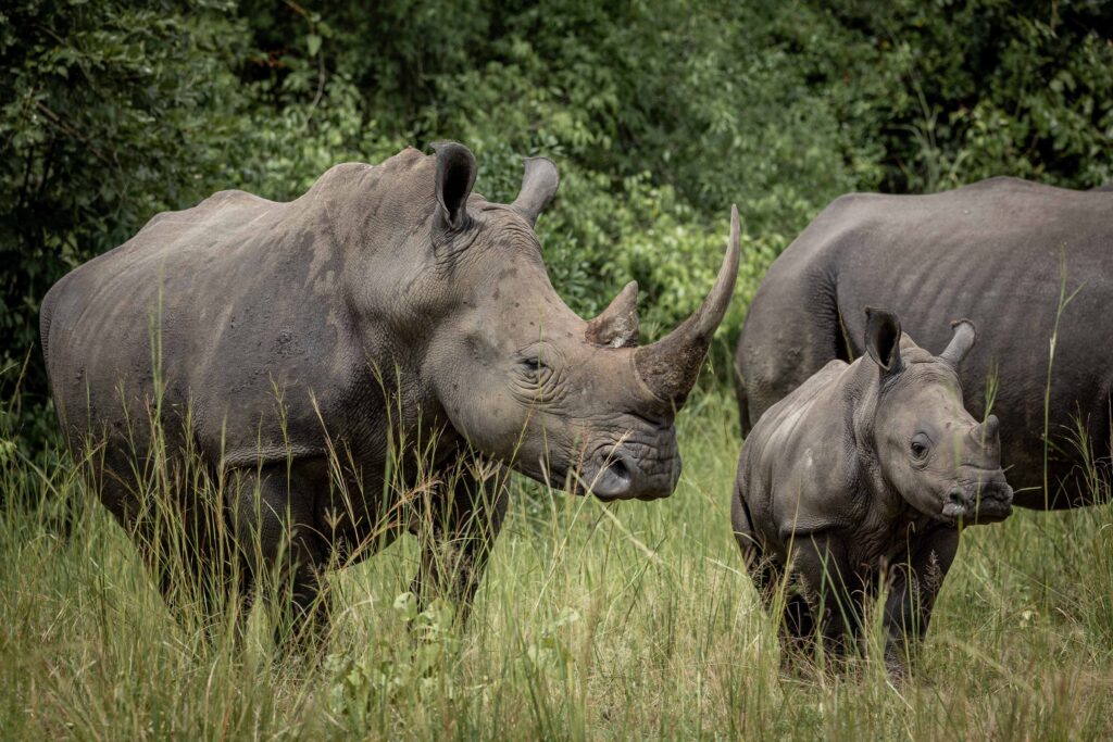 rhinos zura