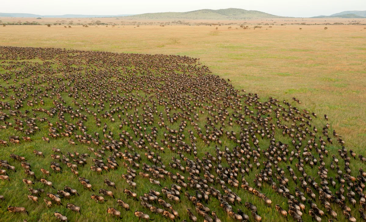 Home serengeti wildebeest migration zurasafaris