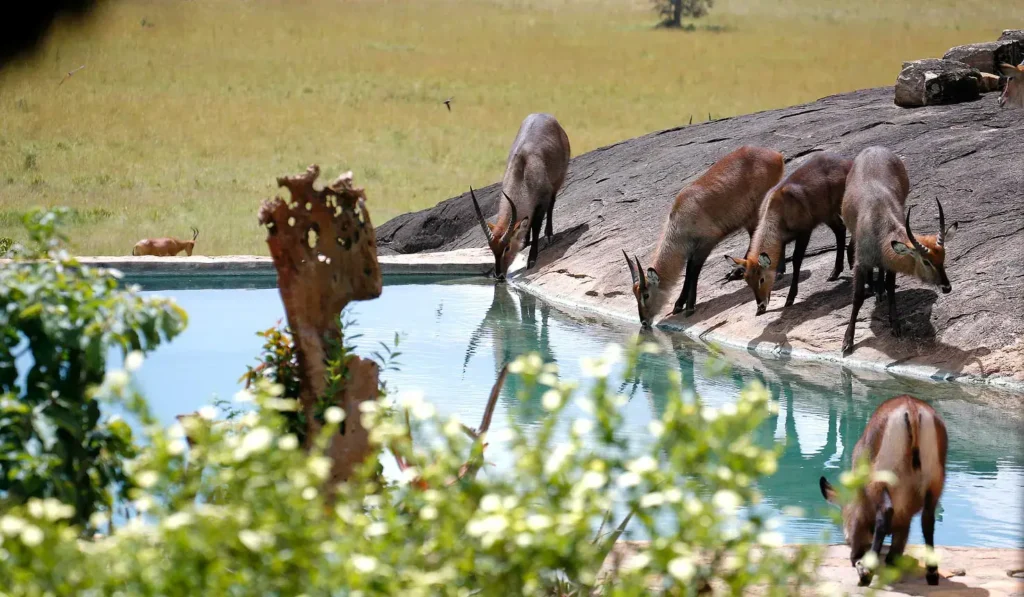 apoka lodge
