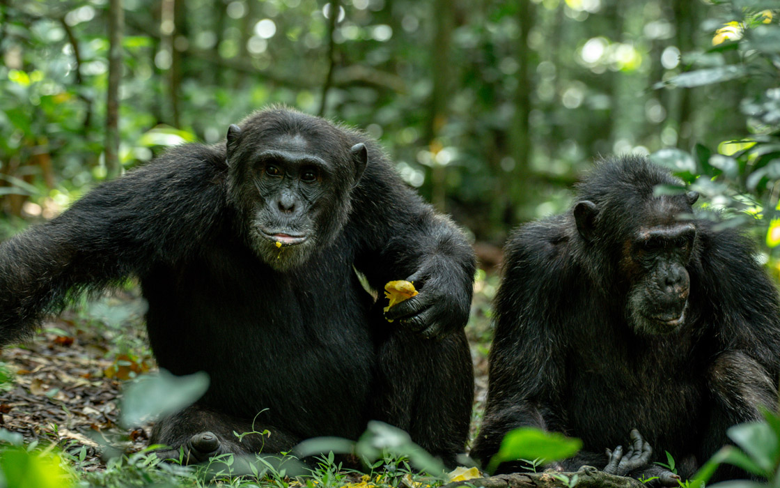 Home Luxury Gorilla & Chimpanzee Trekking | Accessible Primate Safaris | Zura Africa