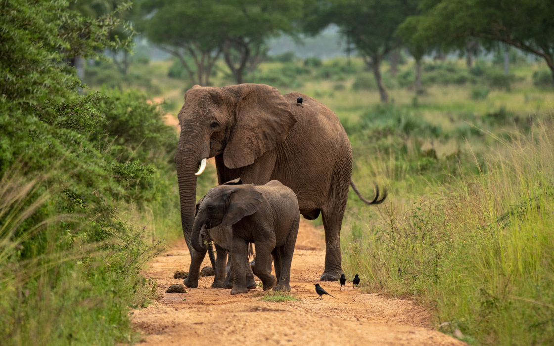 elephants in murchison