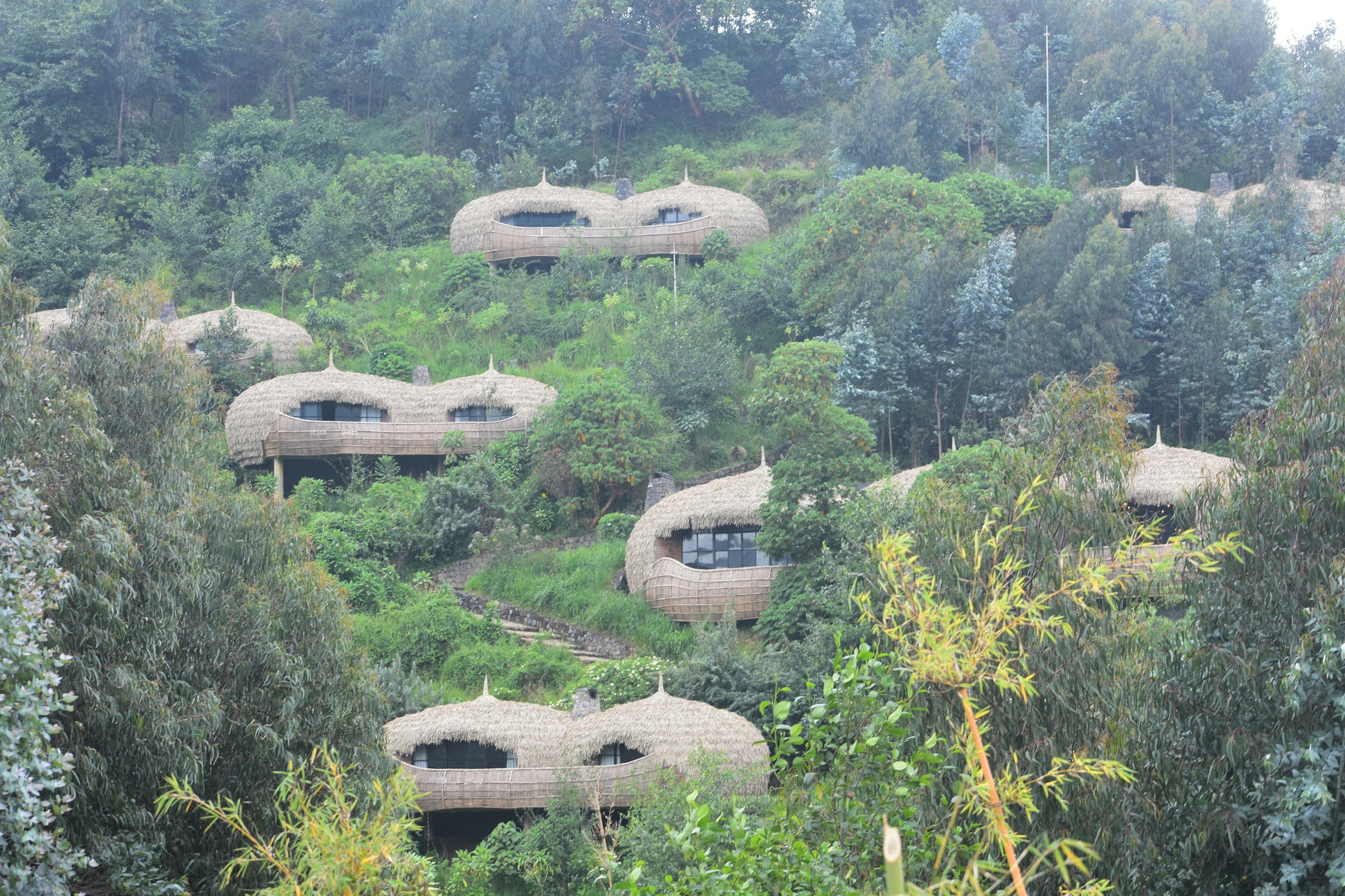 bisate gorilla lodge | rwanda