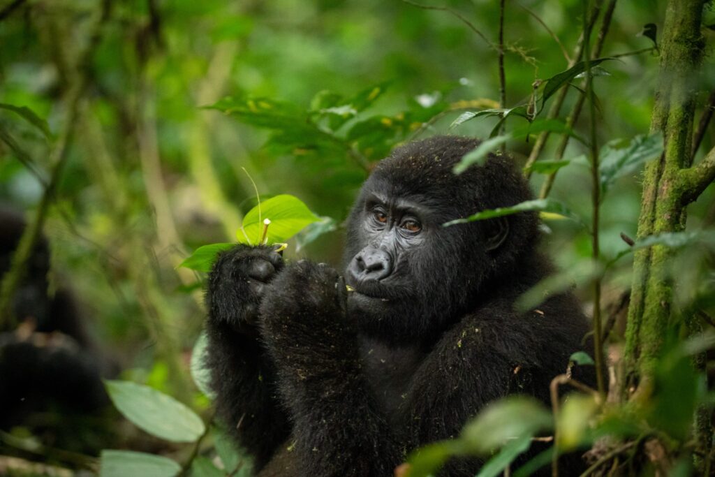 gorilla uganda zura safaris