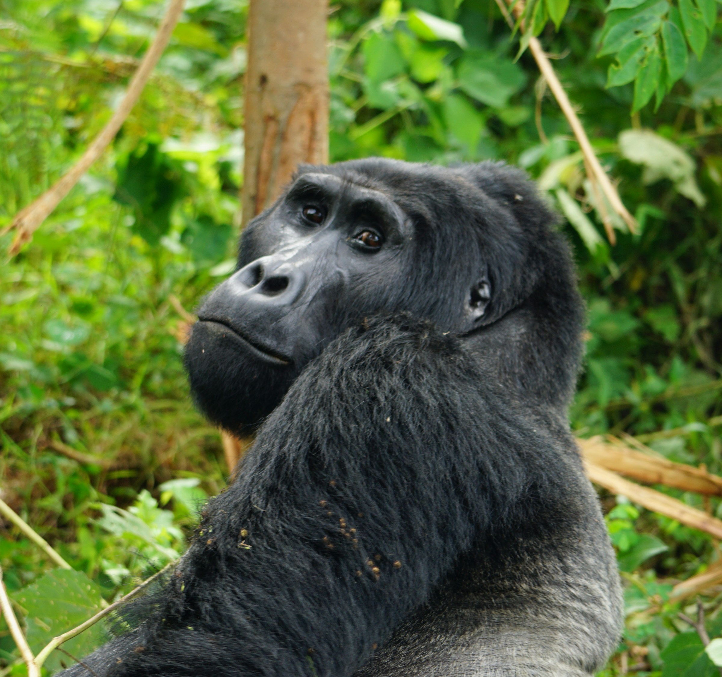 Gorillas| Silerback | Zura safaris