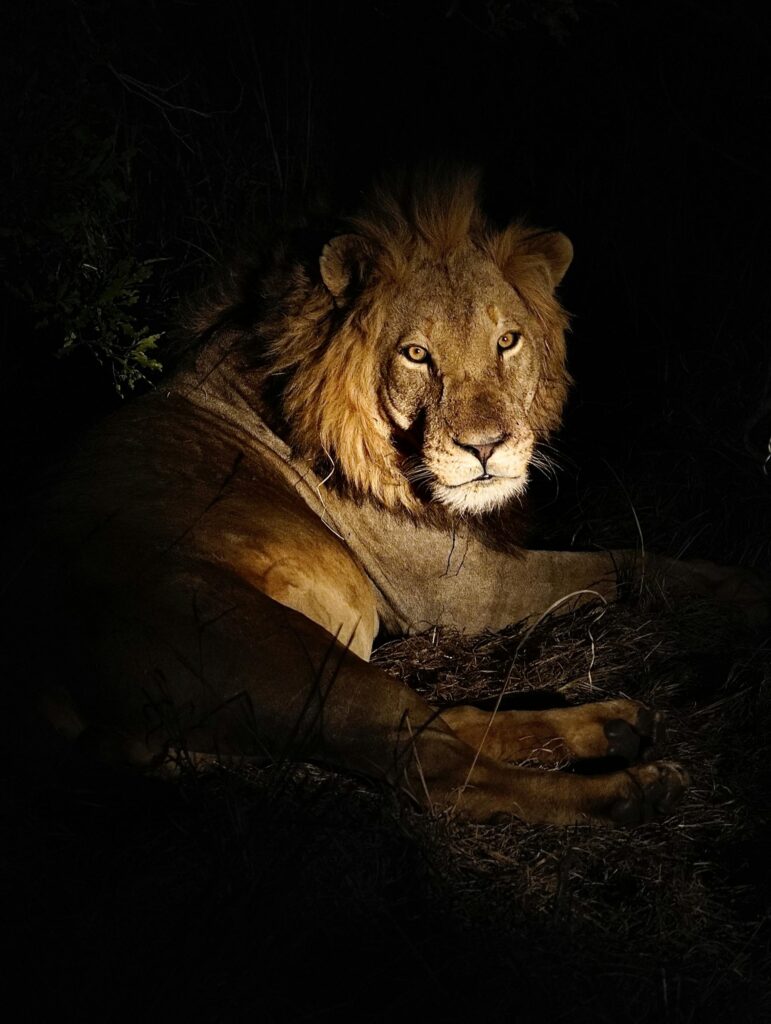 Night Safaris | Zura Safaris