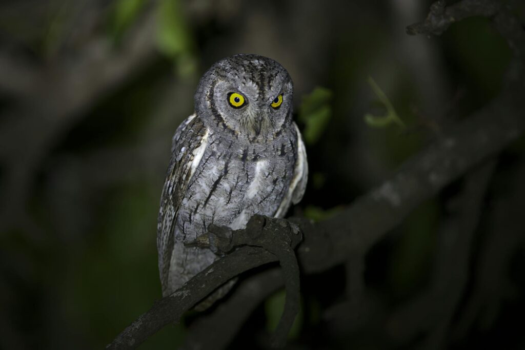 Night Safaris | Zura Safaris | Africa