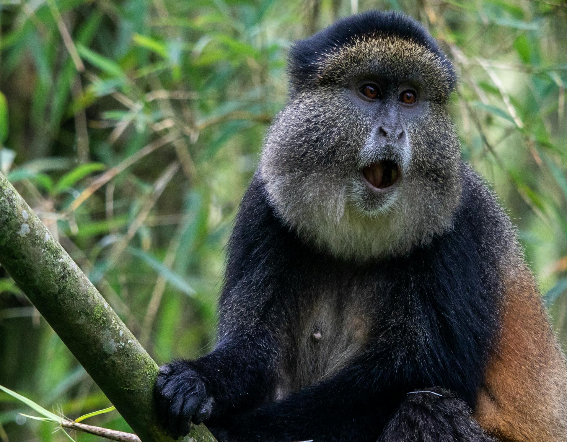 Golden Monkey | Zura Safaris