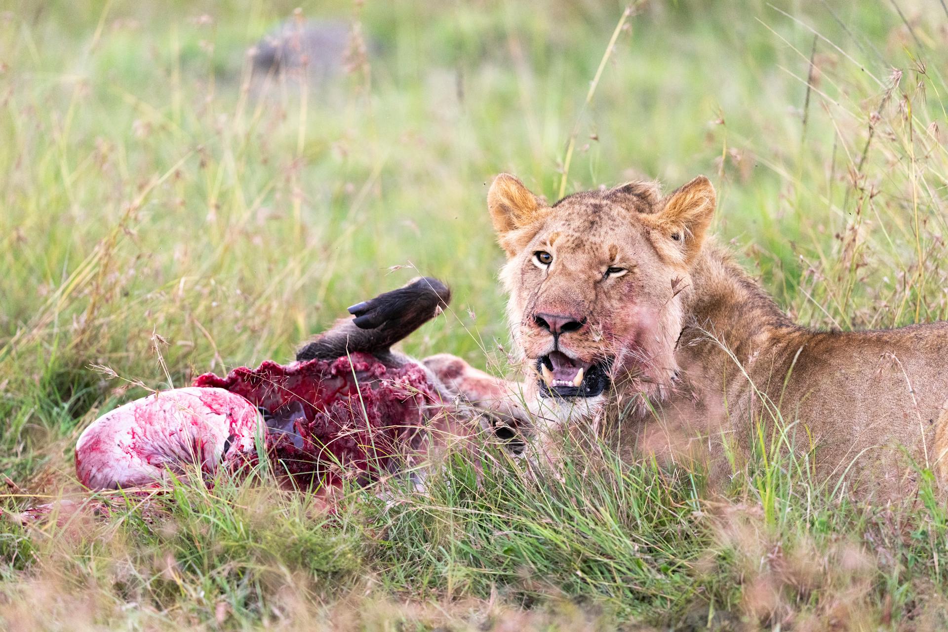 Masai Mara Lions | Zura Safaris Africa