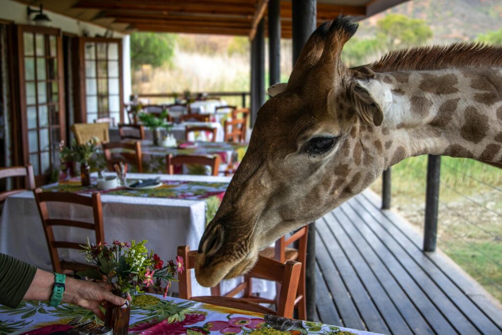 LUXURY LODGE Safaris | Zura Safaris
