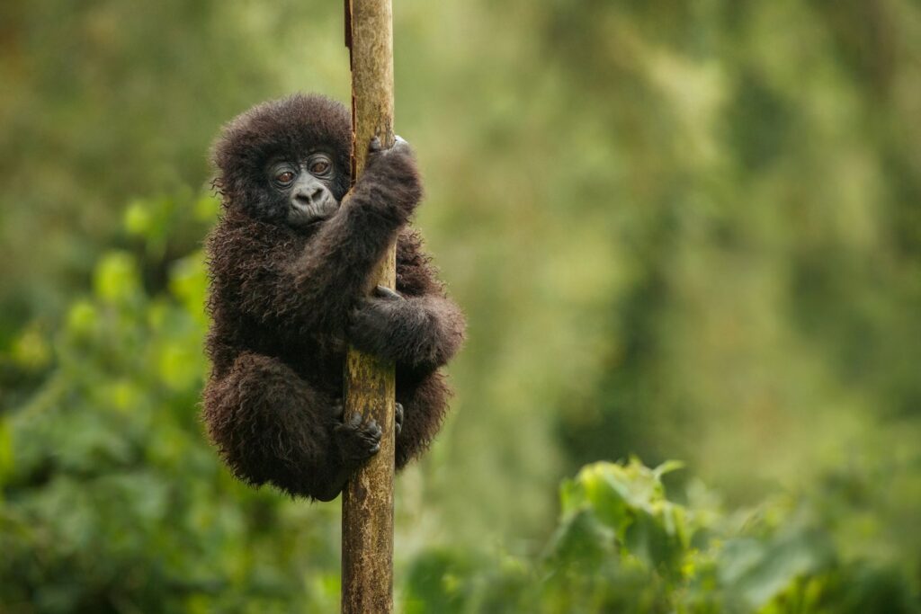 congo gorillas