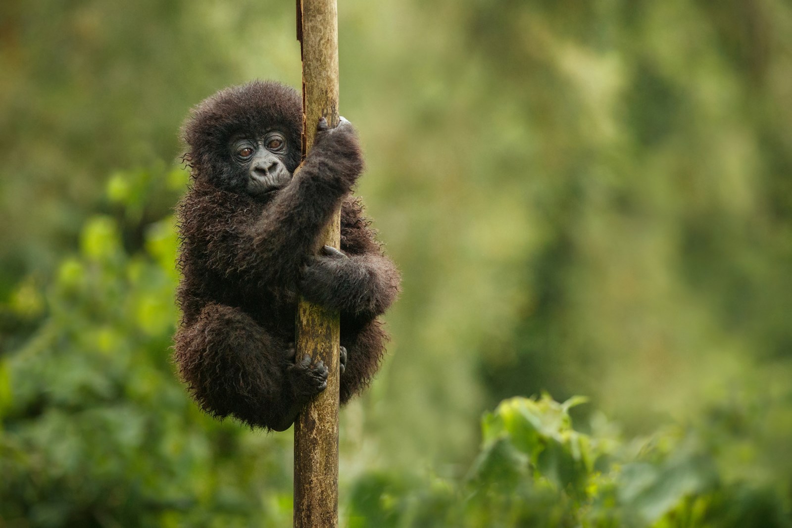 congo gorillas